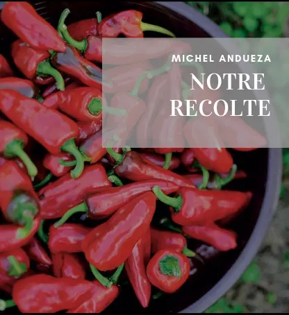 seau de piments exploitation michel Andueza producteur piment